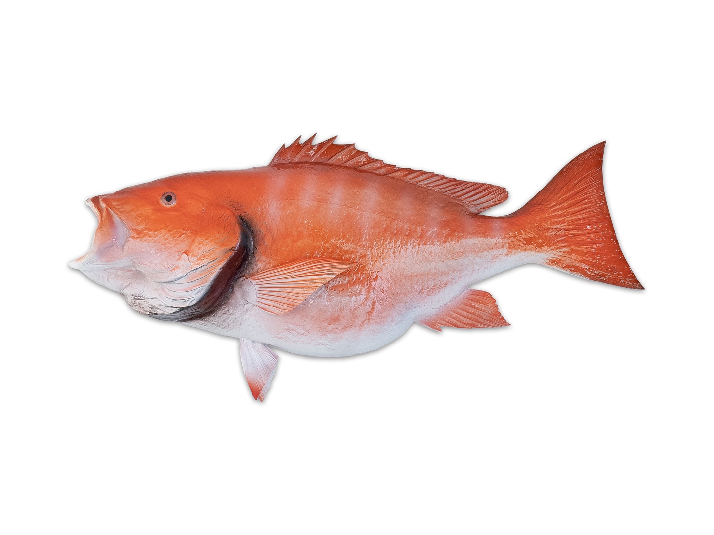 Taxidermy Red Snapper Fish Mount