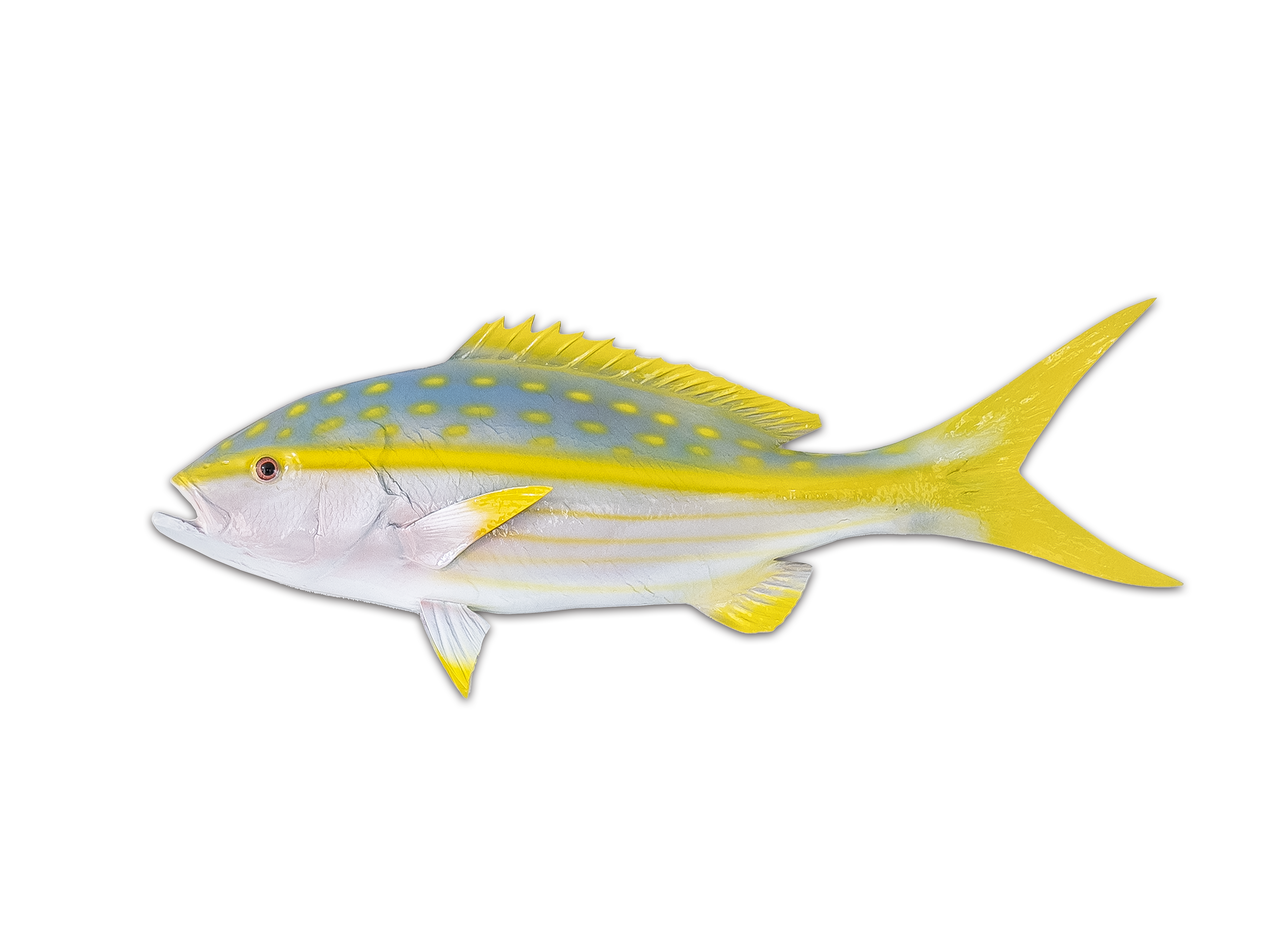 Yellowtail Snapper – South Florida Fish Mounts