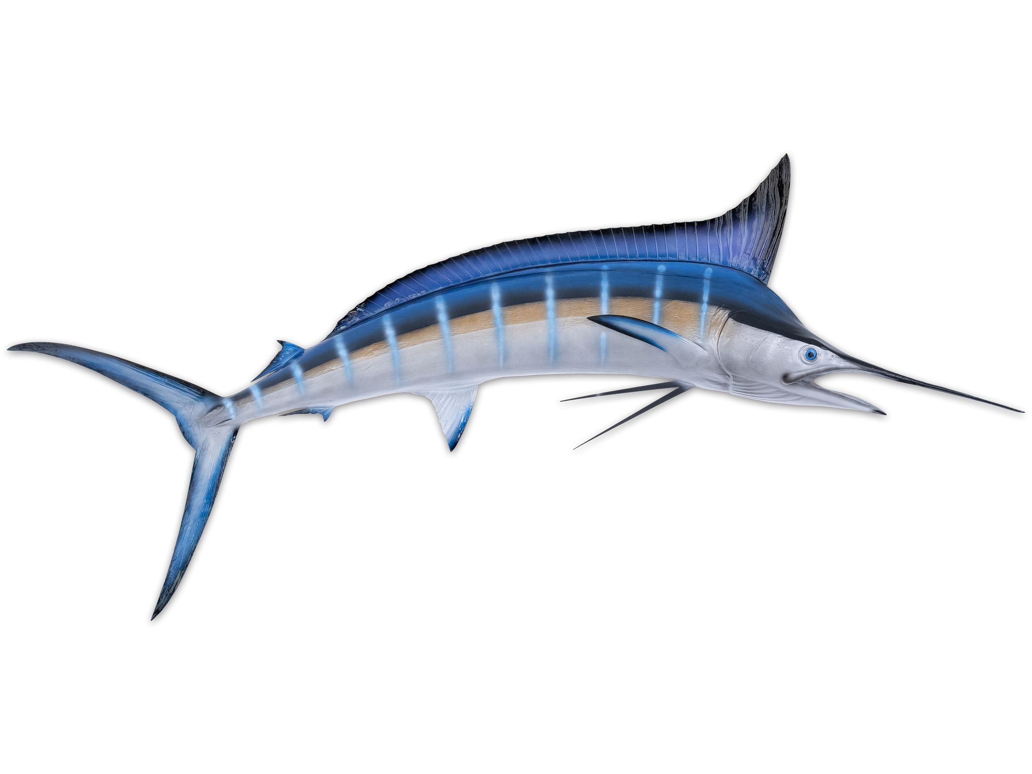 The Tuna Deception: Is Your Favorite Fish A Red Meat? - ihhi0td