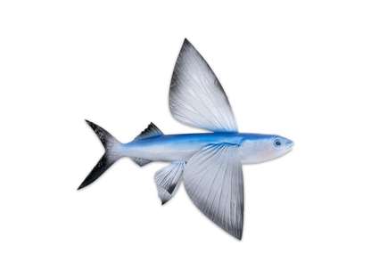 Taxidermy Fish Mount Flying Fish