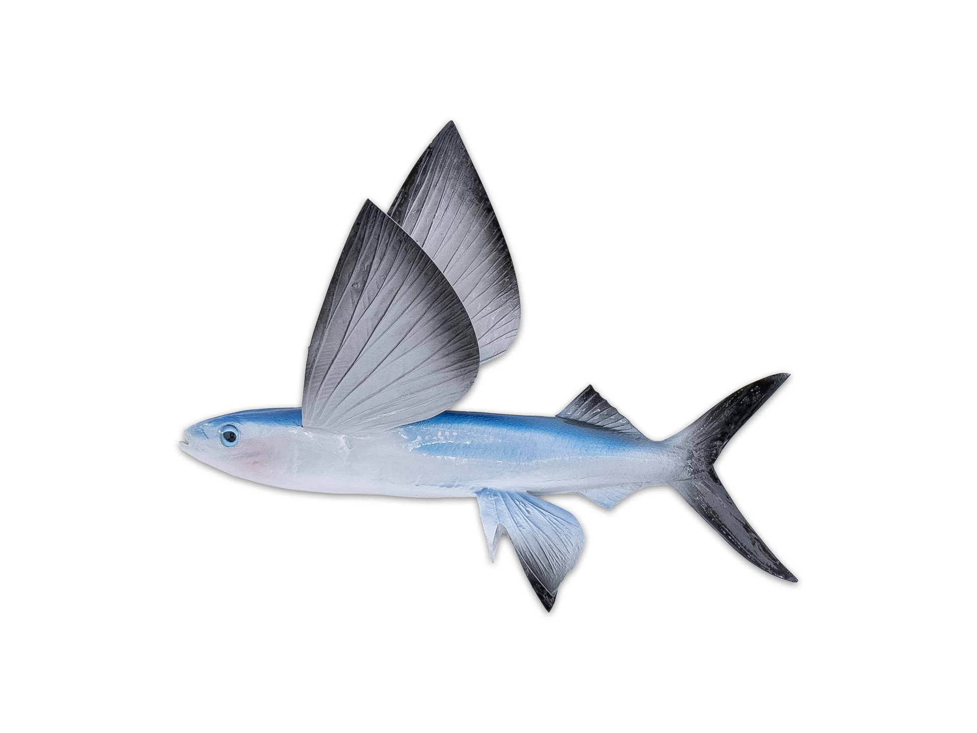Flying Fish – South Florida Fish Mounts