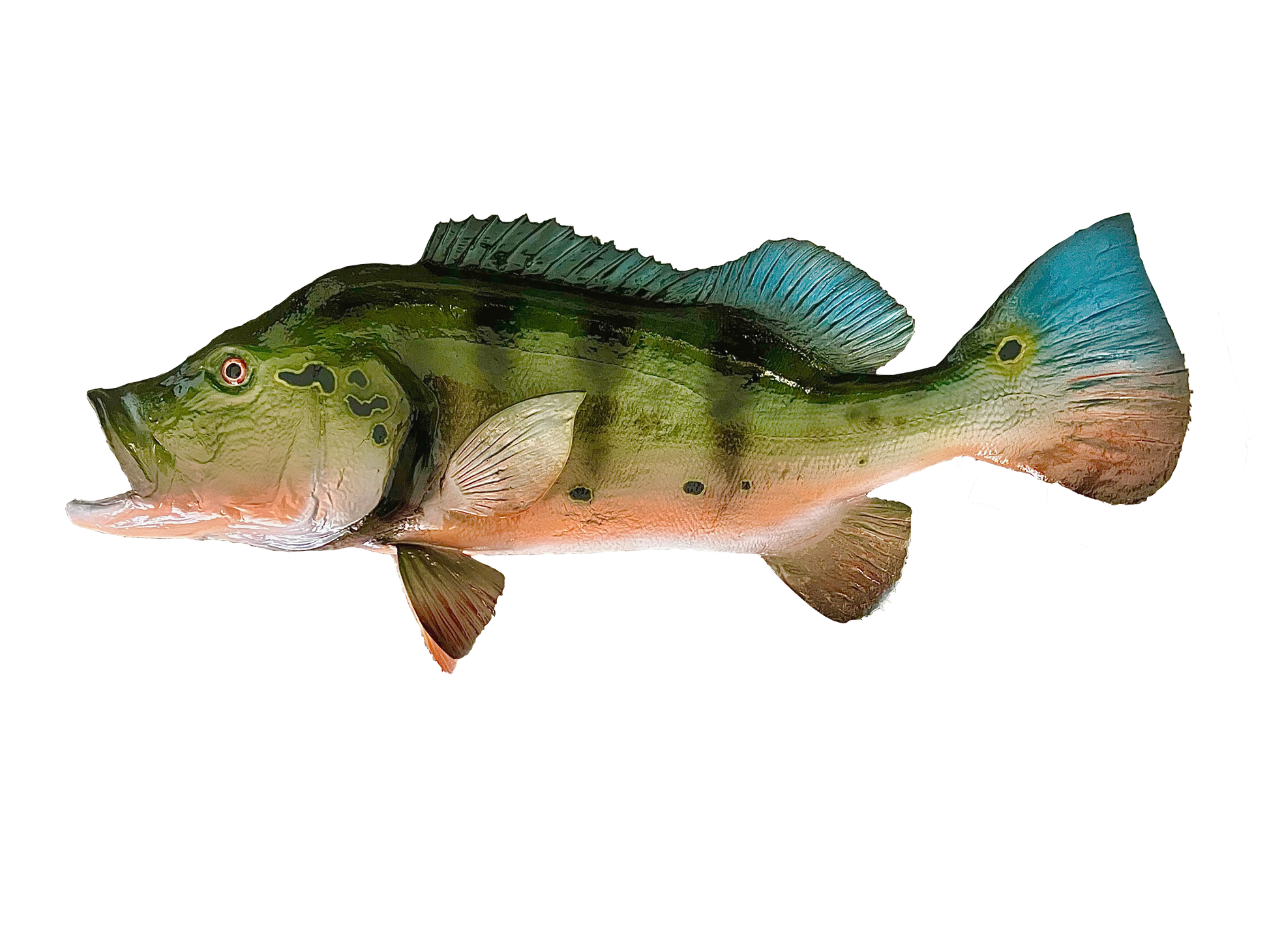 Taxidermy Peacock Bass Fish Mount