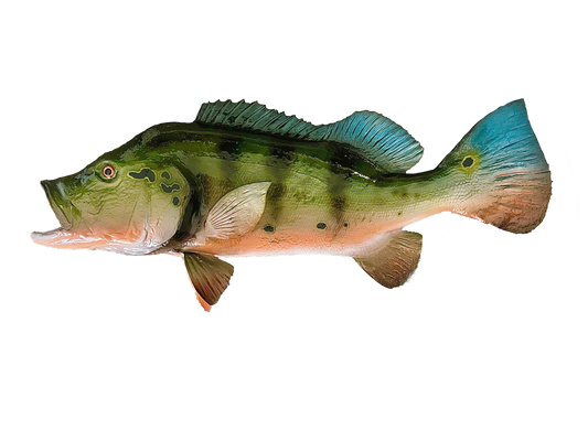 Taxidermy Peacock Bass Fish Mount