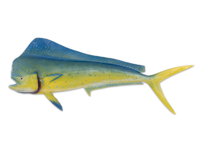 Taxidermy Mahi Mahi Fish Mount