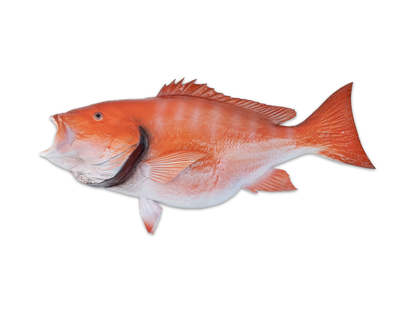 Taxidermy Red Snapper Fish Mount