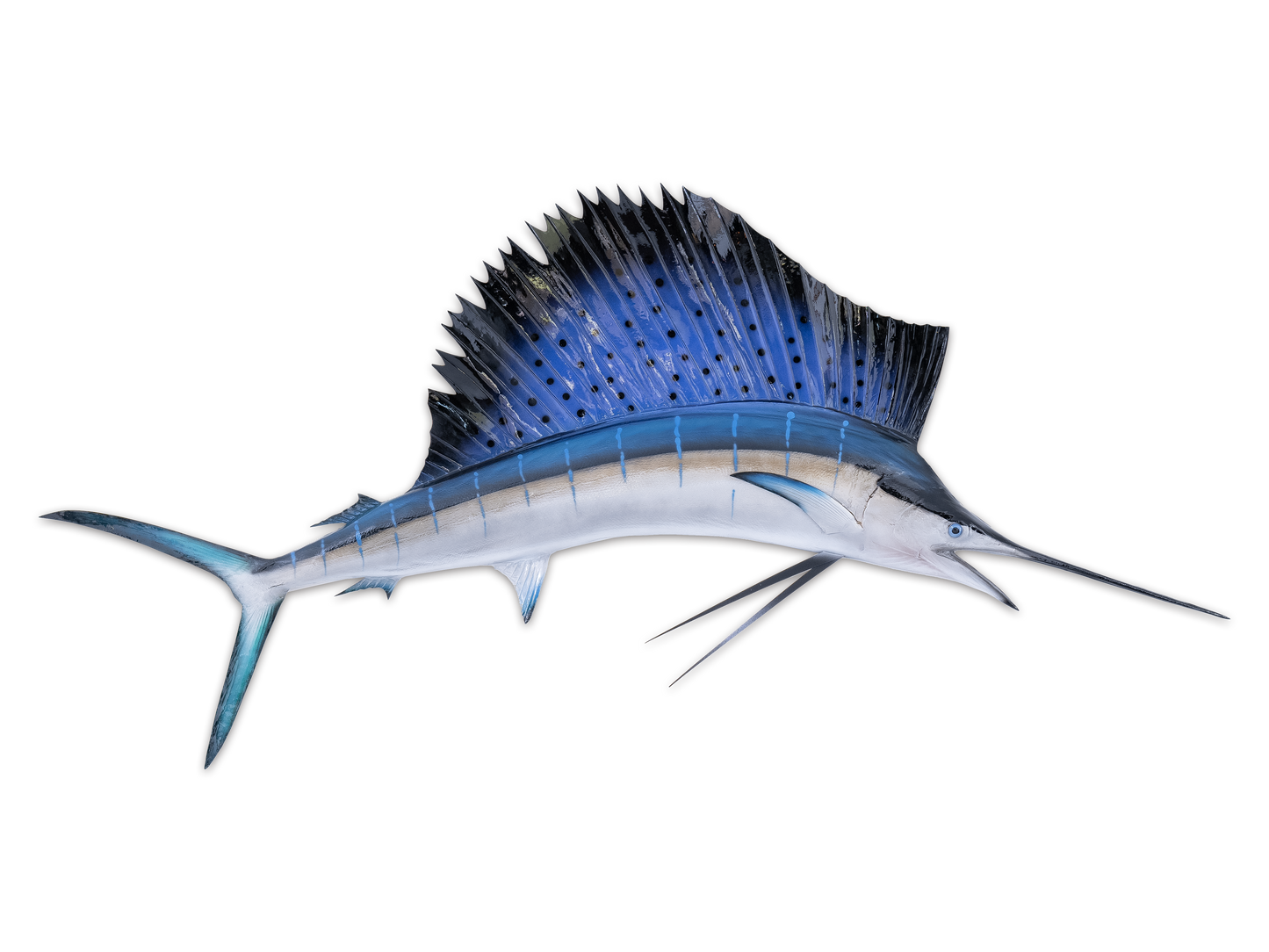 Taxidermy Sailfish Fish Mount