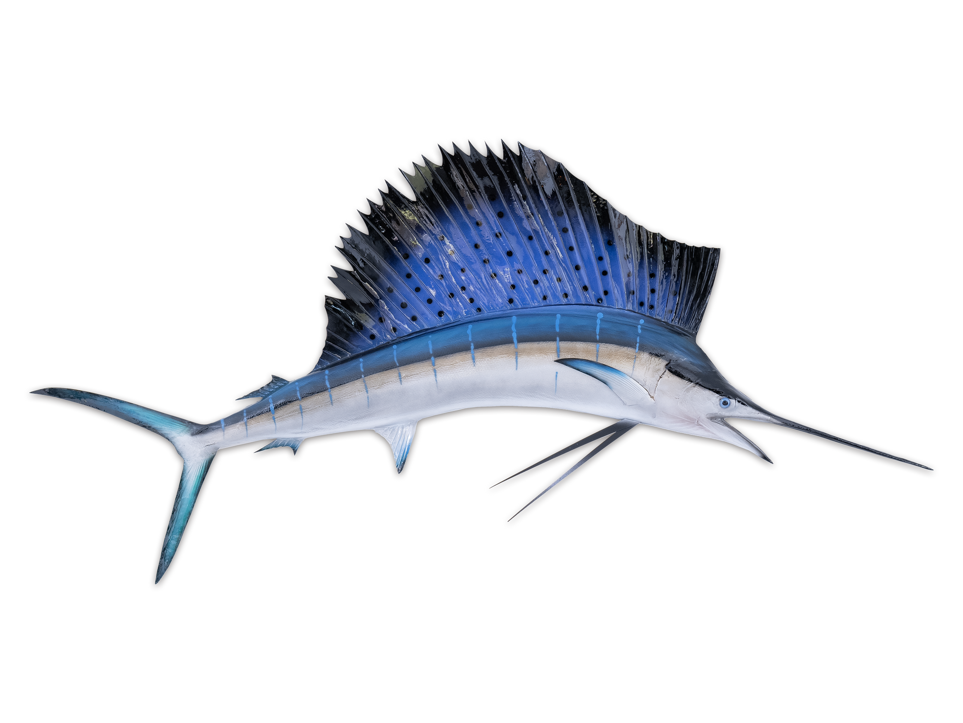 Taxidermy Sailfish Fish Mount