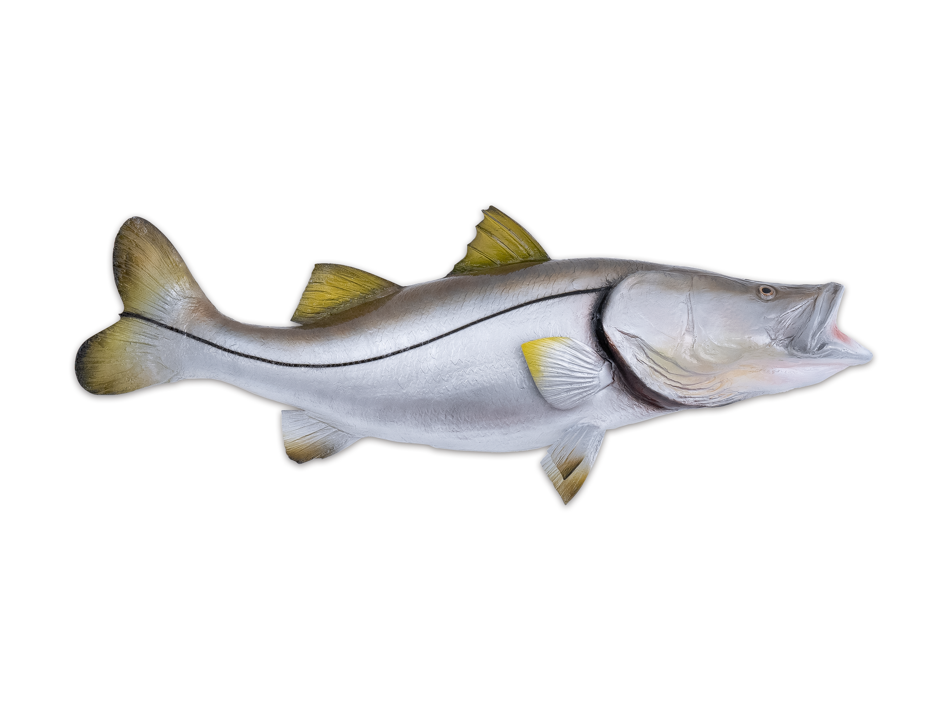 Taxidermy Snook Fish Mount