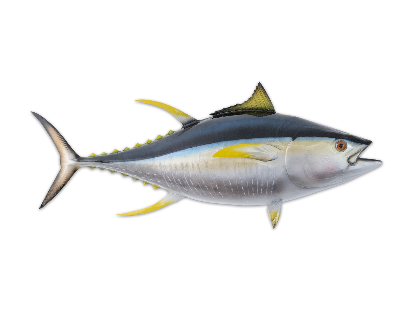 Taxidermy Yellowfin Tune Fish Mount