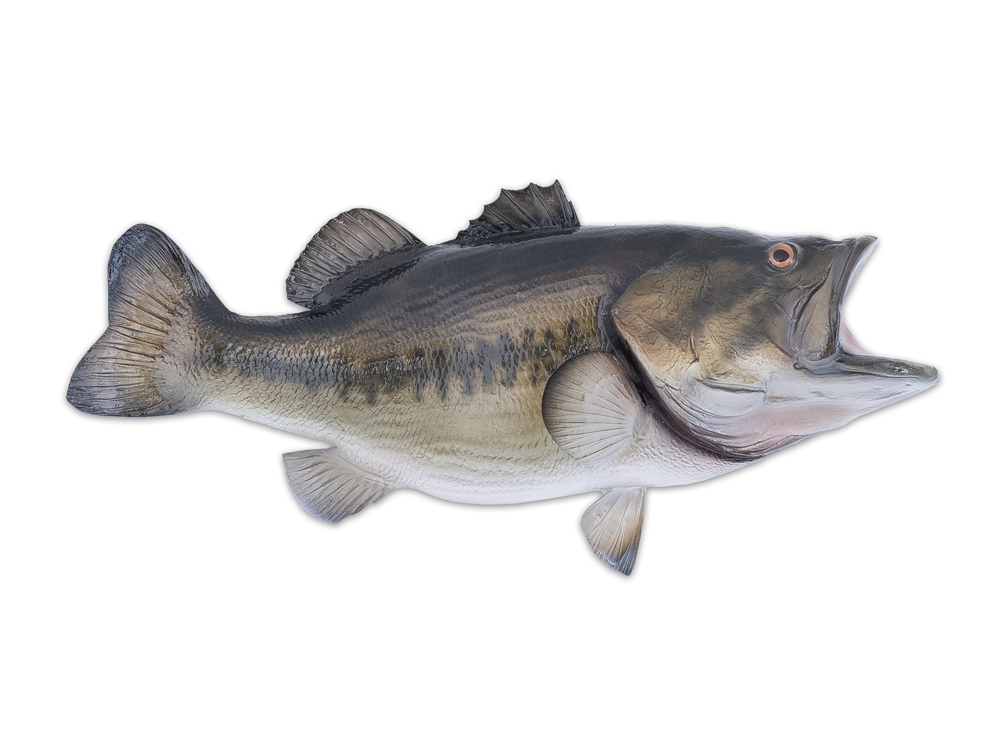 Taxidermy Largemouth Bass Fish Mount