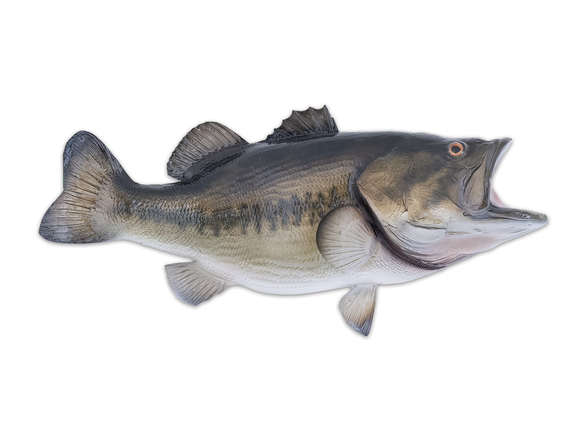 Largemouth Bass – South Florida Fish Mounts