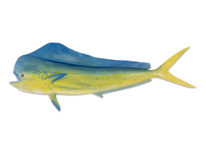 Taxidermy Mahi Mahi Fish Mount