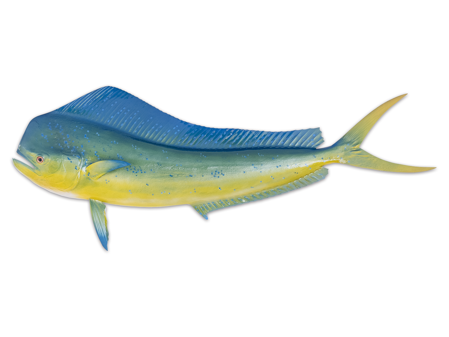 Taxidermy Mahi Mahi Fish Mount