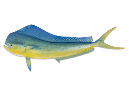 Taxidermy Mahi Mahi Fish Mount