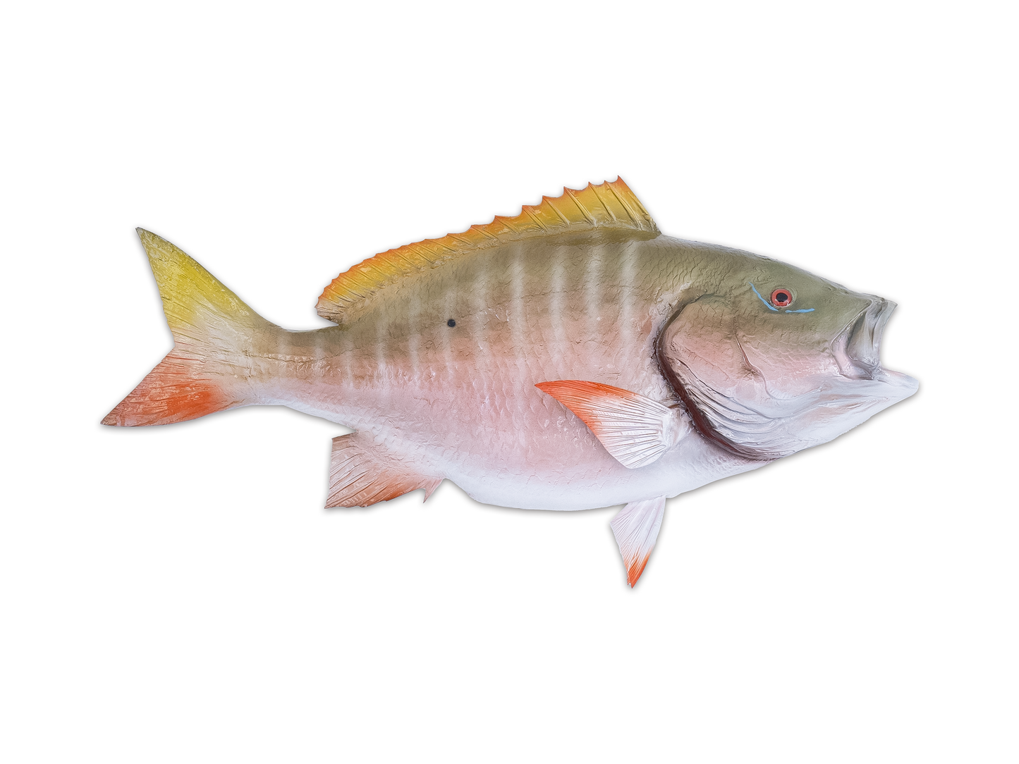 Taxidermy Mutton Snapper Fish Mount