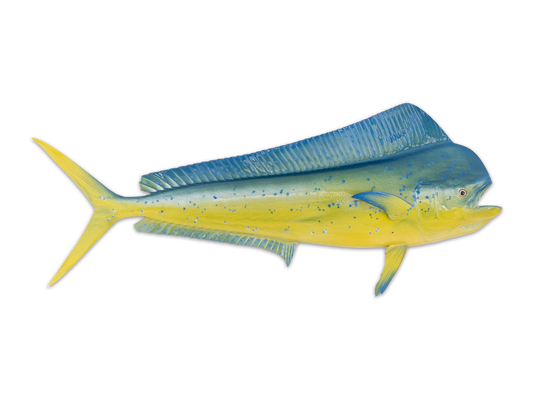 Taxidermy Mahi Mahi Fish Mount