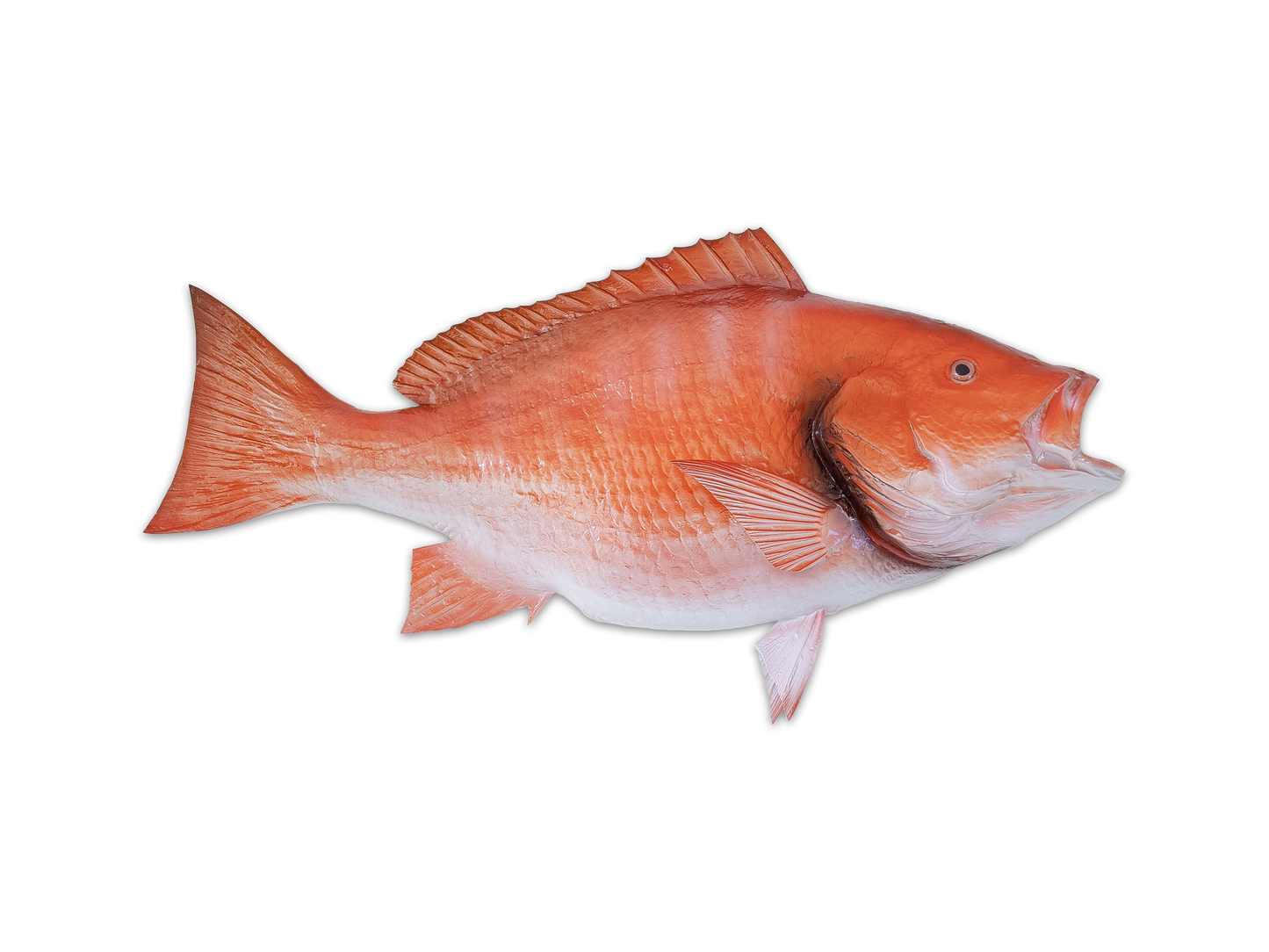 Taxidermy Red Snapper Fish Mount