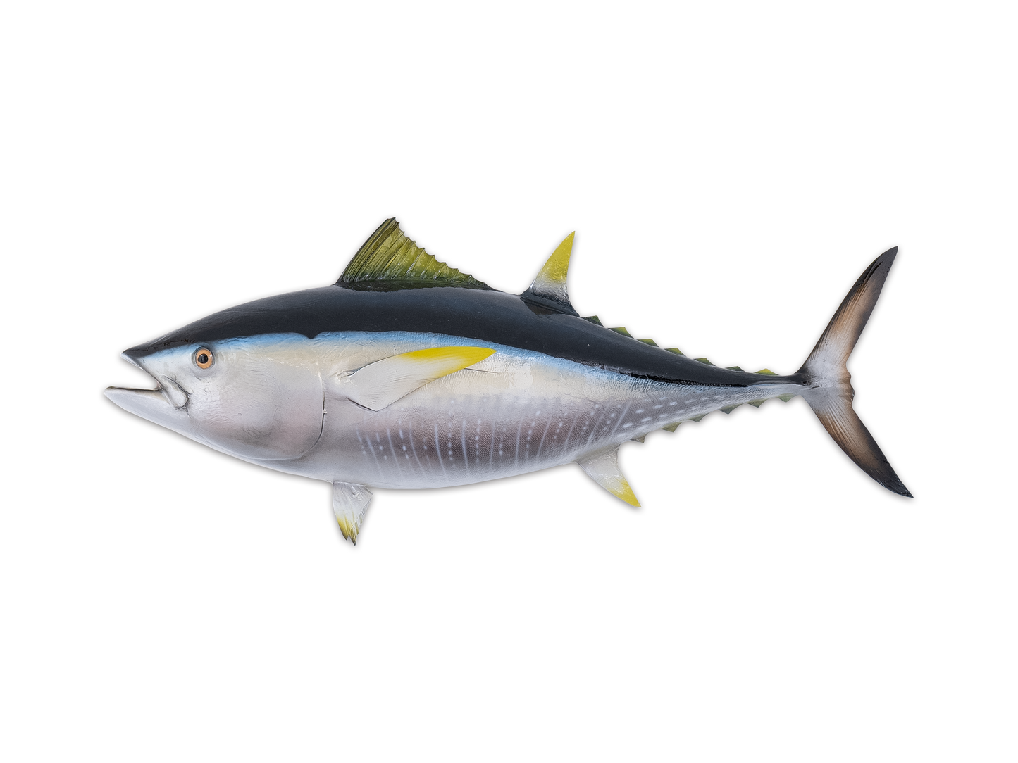 Taxidermy Yellowfin Tuna Fish Mount