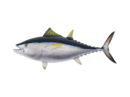 Taxidermy Yellowfin Tuna Fish Mount