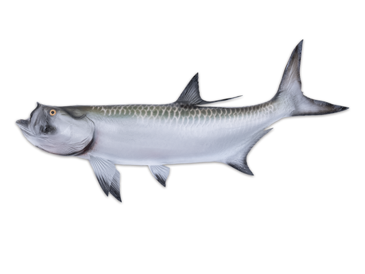 Taxidermy Tarpon Fish Mount