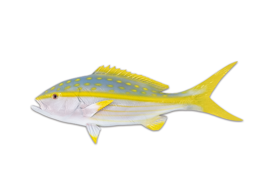 Taxidermy Yellowtail Snapper Fish Mount